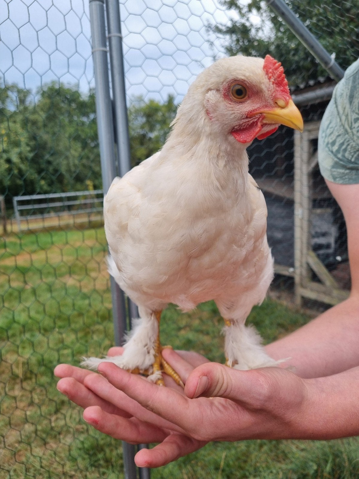 Lief Brahma kleurlegger haantje, Mannelijk, Kip