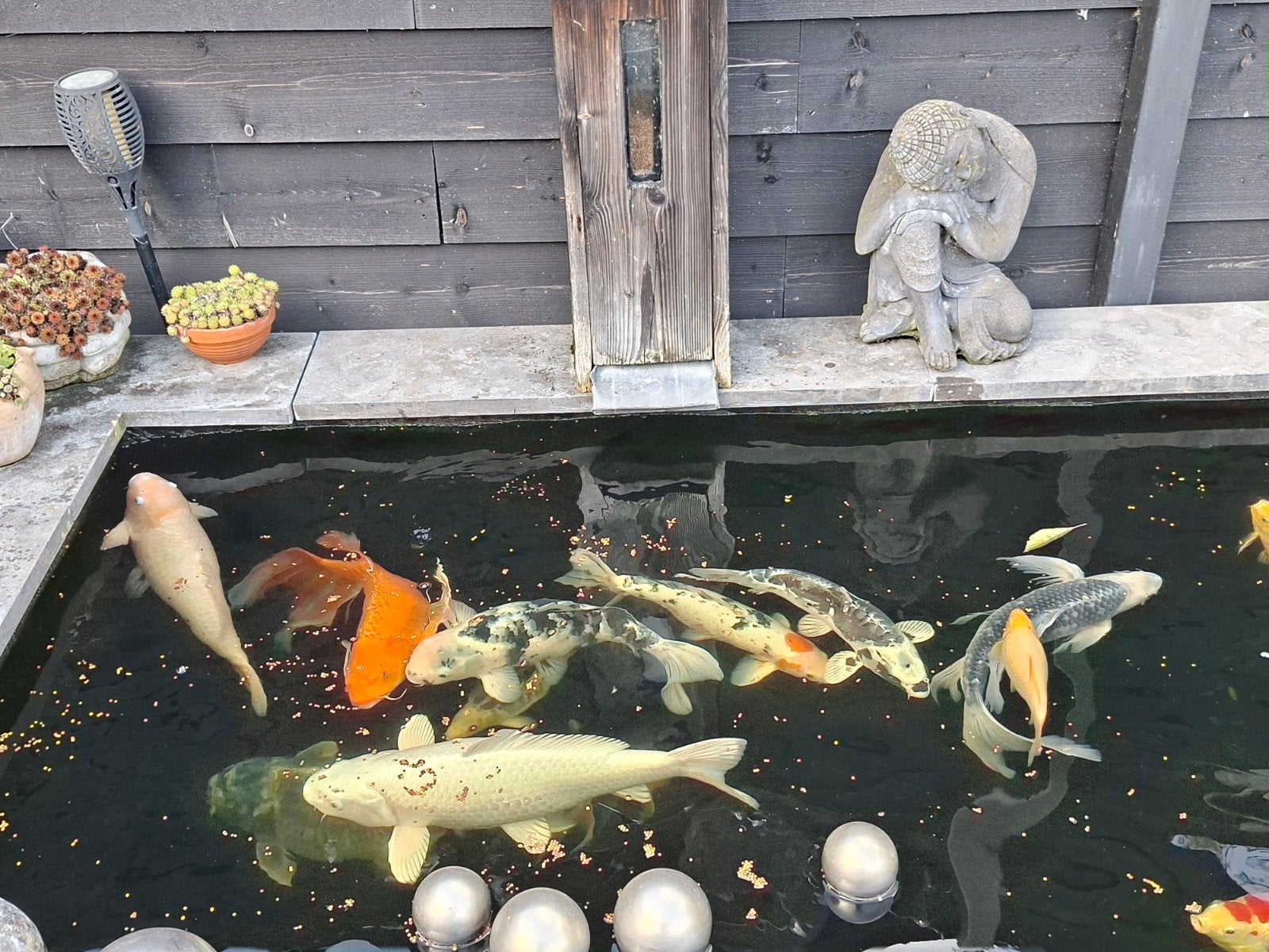 koi karpers, Karper of Koi