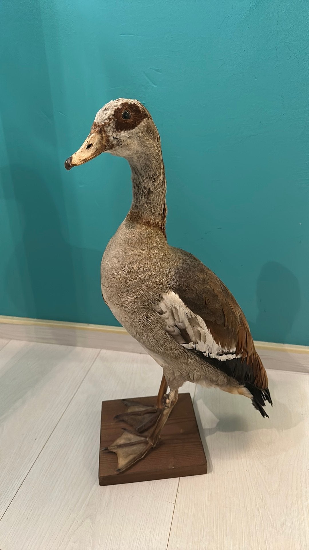 Opgezette nijlgans, Ophalen, Zo goed als nieuw, Vogel, Opgezet dier