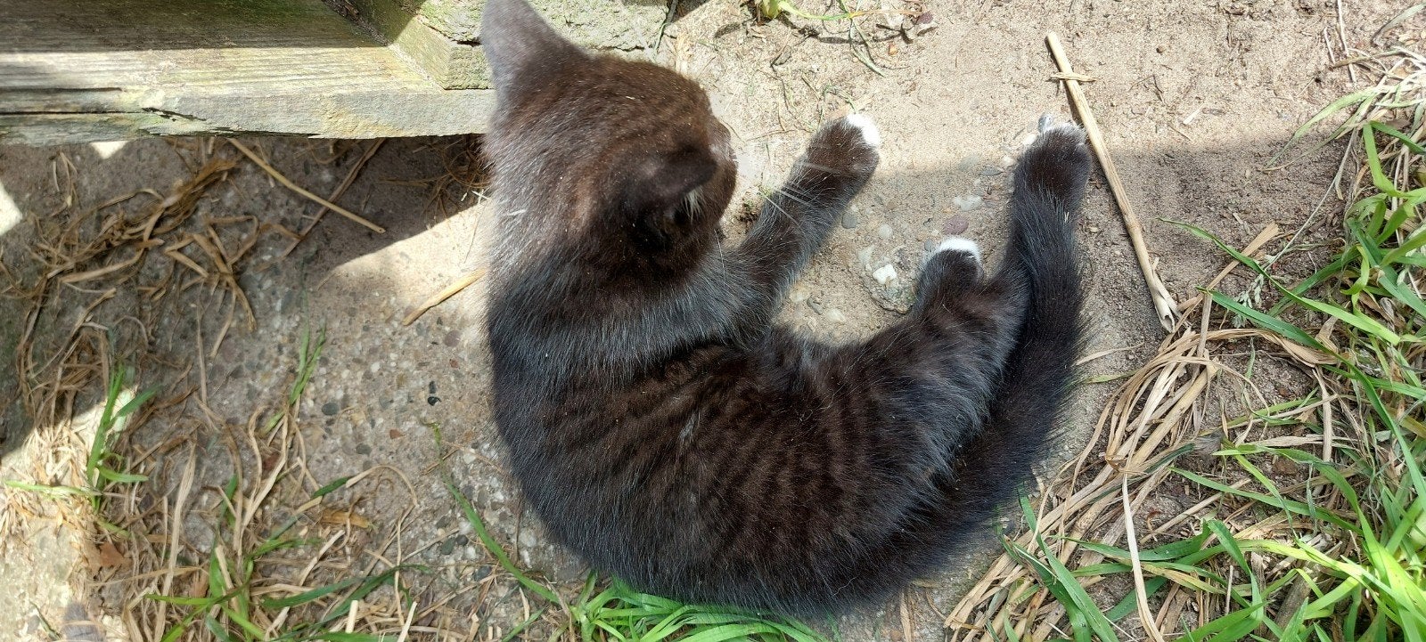 Schattige kitten, Meerdere dieren