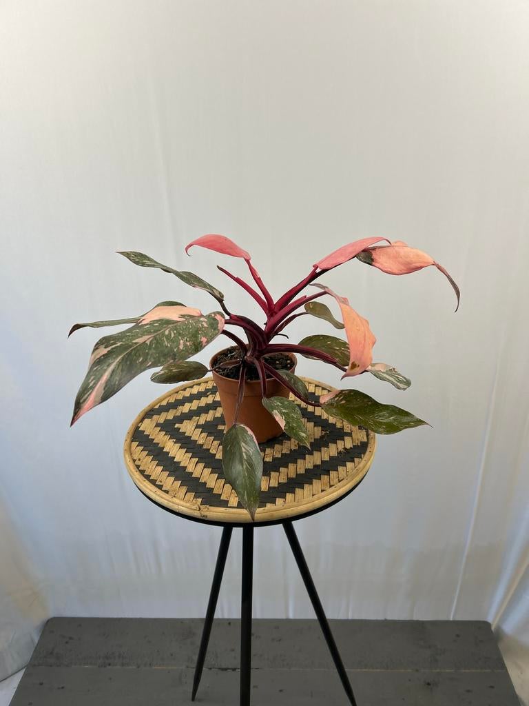 Philodendron Pink Princess Marble - 12cm pot, Ophalen of Verzenden