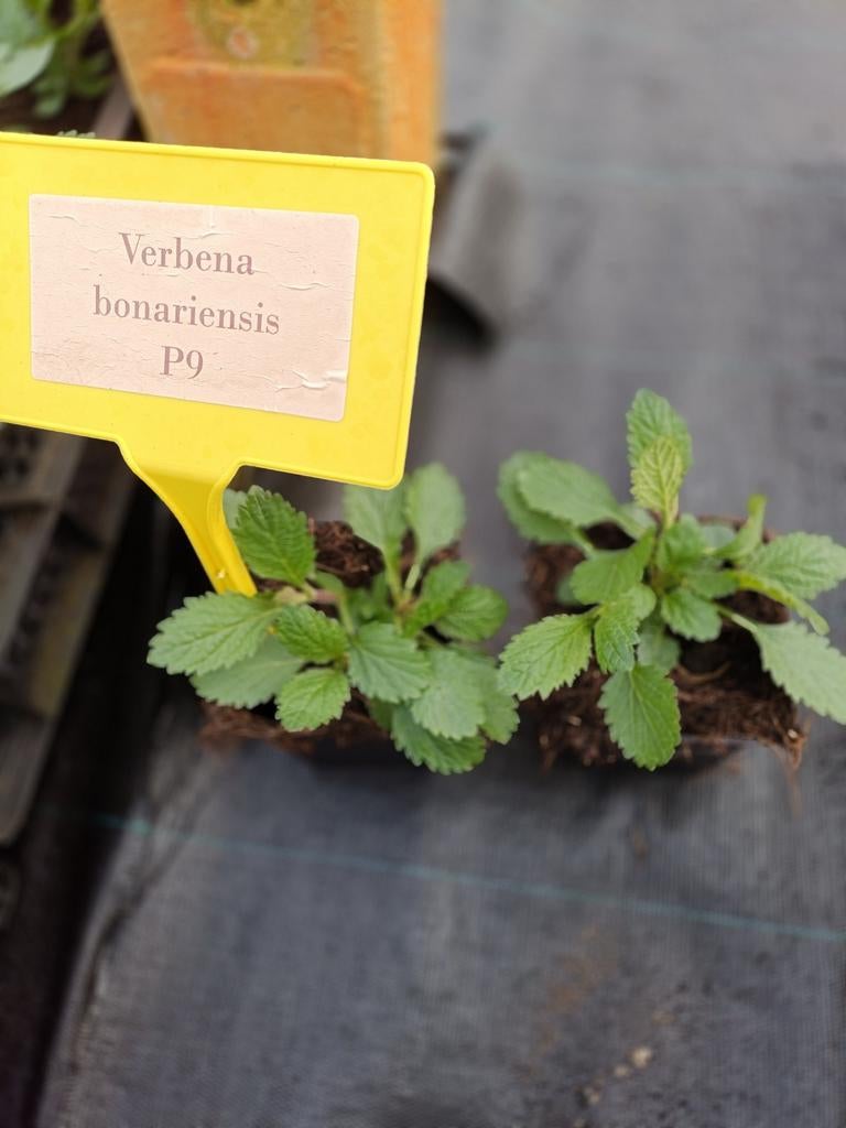 Verbena bonariensis P9, Tuin en Terras, Ophalen, Vaste plant, Overige soorten, Volle zon