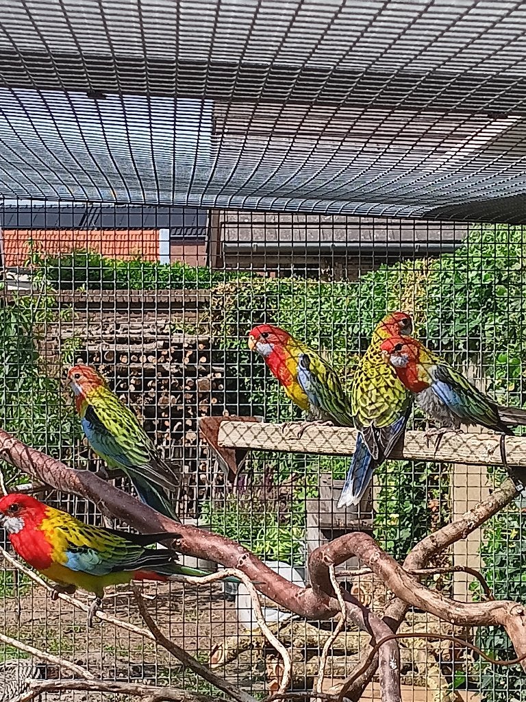 Pracht rosella, Meerdere dieren, Parkiet, Geringd