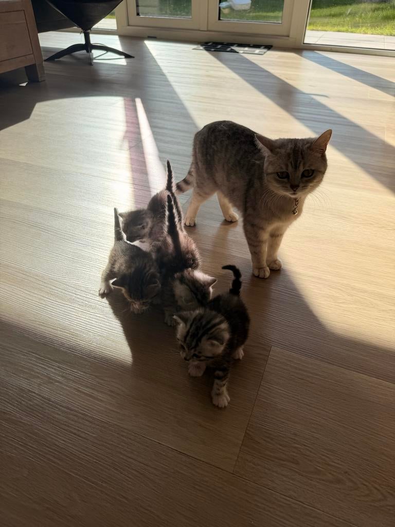 Britse korthaar kittens, Dieren en Toebehoren, Katten en Kittens | Overige Katten, Meerdere dieren, Kortharig, 0 tot 2 jaar