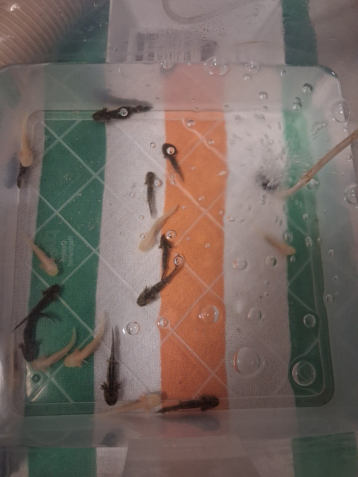 te koop axolotl s.2 dames en 1 heer.en aantal jongen, Bijen