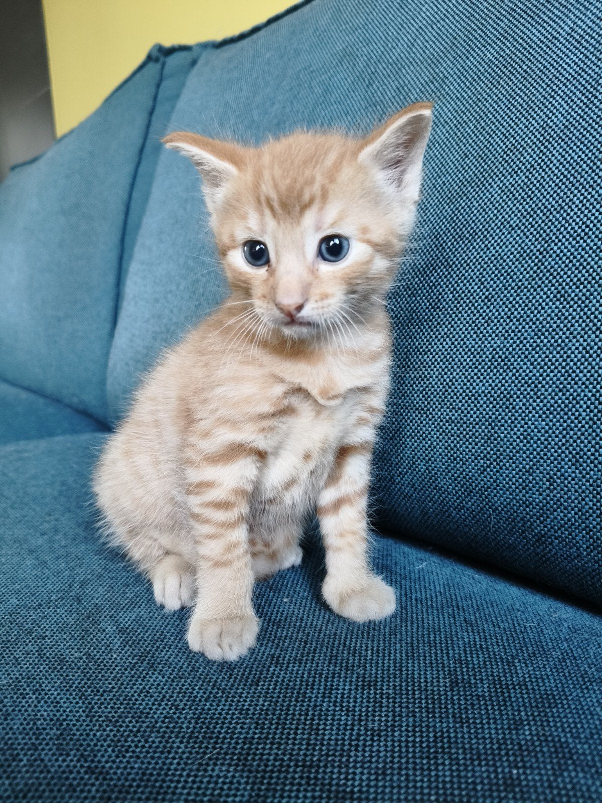 Kitten jonge kat rood cypers man, Kater, Ontwormd, 0 tot 2 jaar