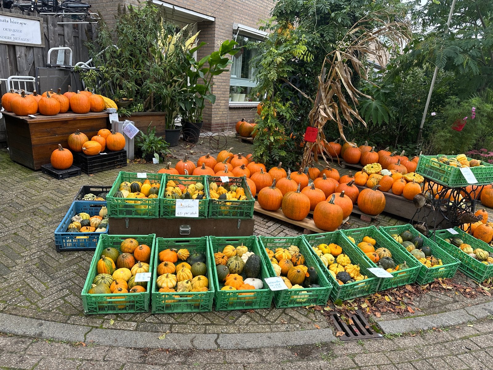 Pompoenen en Kalebassen - Diverse Soorten, Ophalen, Volle zon, Groenteplanten, Eenjarig