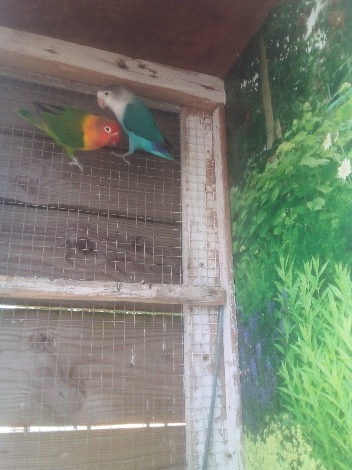 Vogels, Meerdere dieren