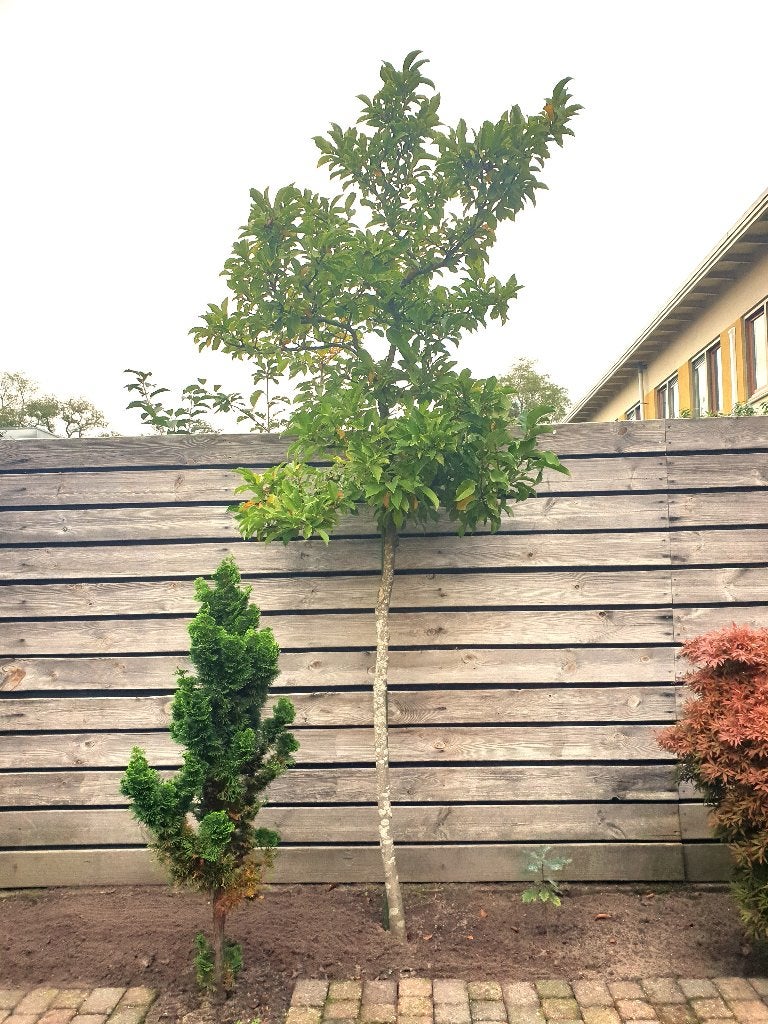 Magnolia | Beverboom 3 meter hoog, Overige soorten, Lente, 250 tot 400 cm, Ophalen