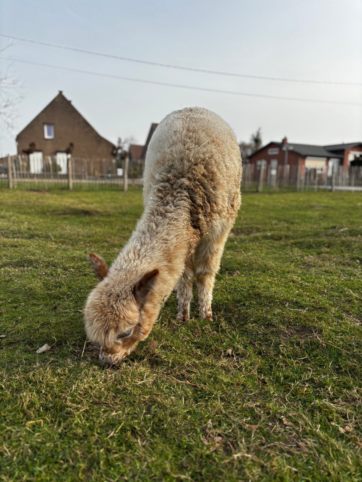 Apaloosa alpaca merrie, Juni, Vrouwelijk