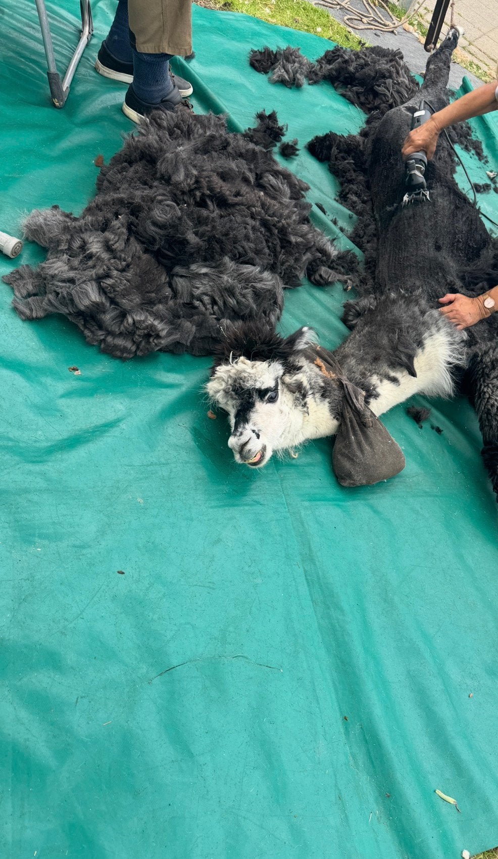 Zachte Alpaca Vacht Grijs - Ideaal voor Spinnen of Vilten, Hobby en Vrije tijd, Spinnewielen en Spinnen, Verzenden, Nieuw, Spinwol