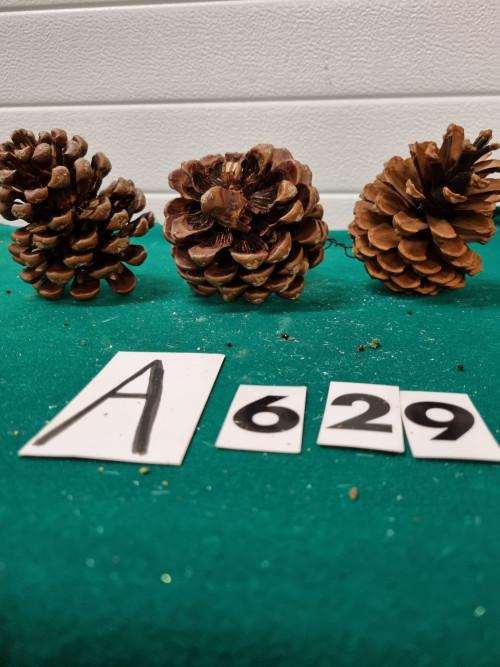 Dennenappels groot drie stuks , [a629, Ophalen of Verzenden, 'T Olde Gre-j, Info@toldegrej.nl, Endepoelstraat 20f Didam
