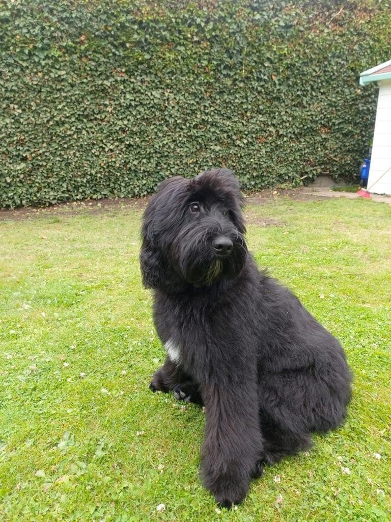 Verwacht 12 november Medium labradoodle pups, Overige rassen, Meerdere, Meerdere dieren, Nederland