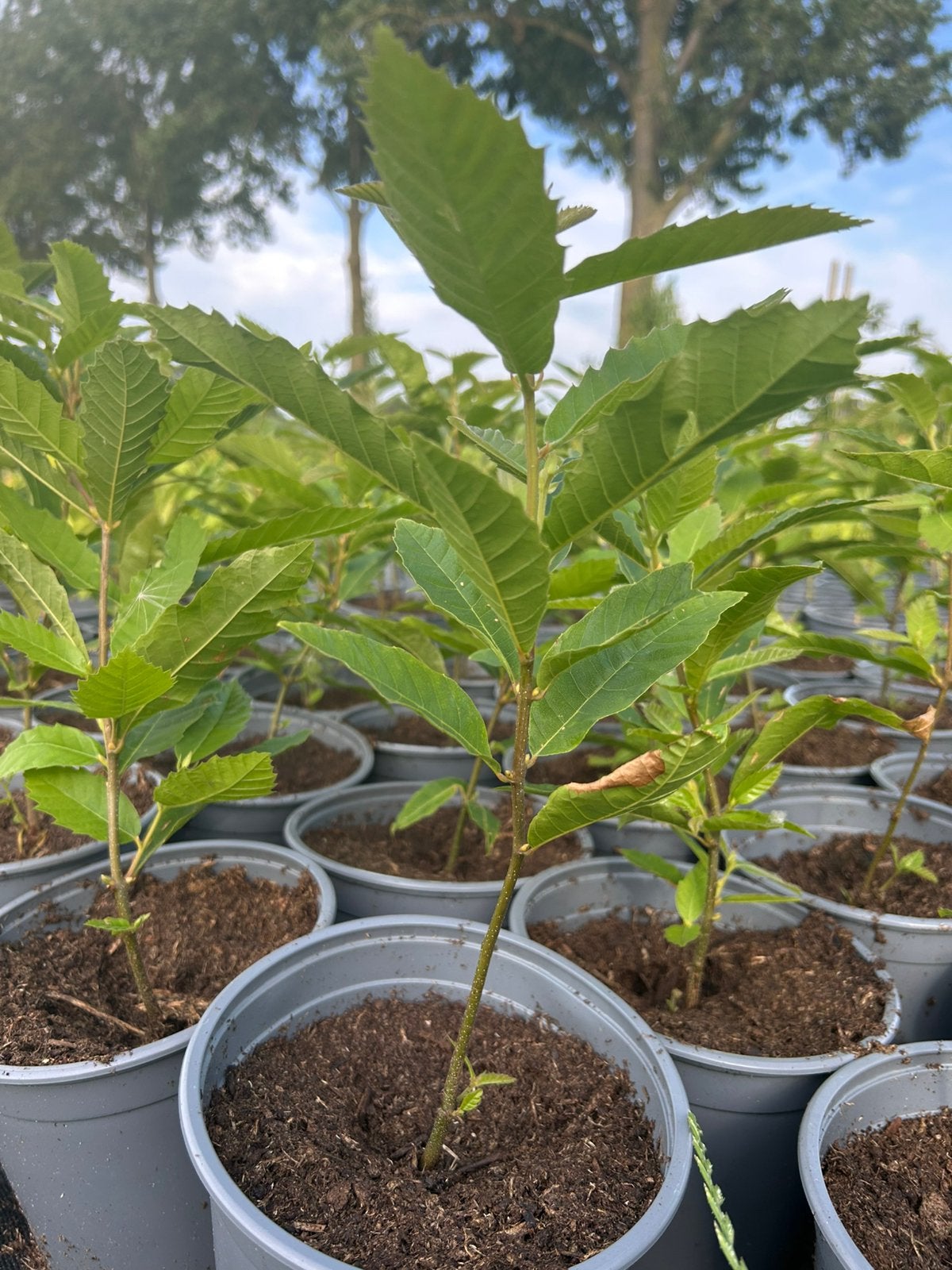 Tamme Kastanje, Castanea sativa, voedselbos, Ophalen, Halfschaduw, Overige soorten, Minder dan 100 cm