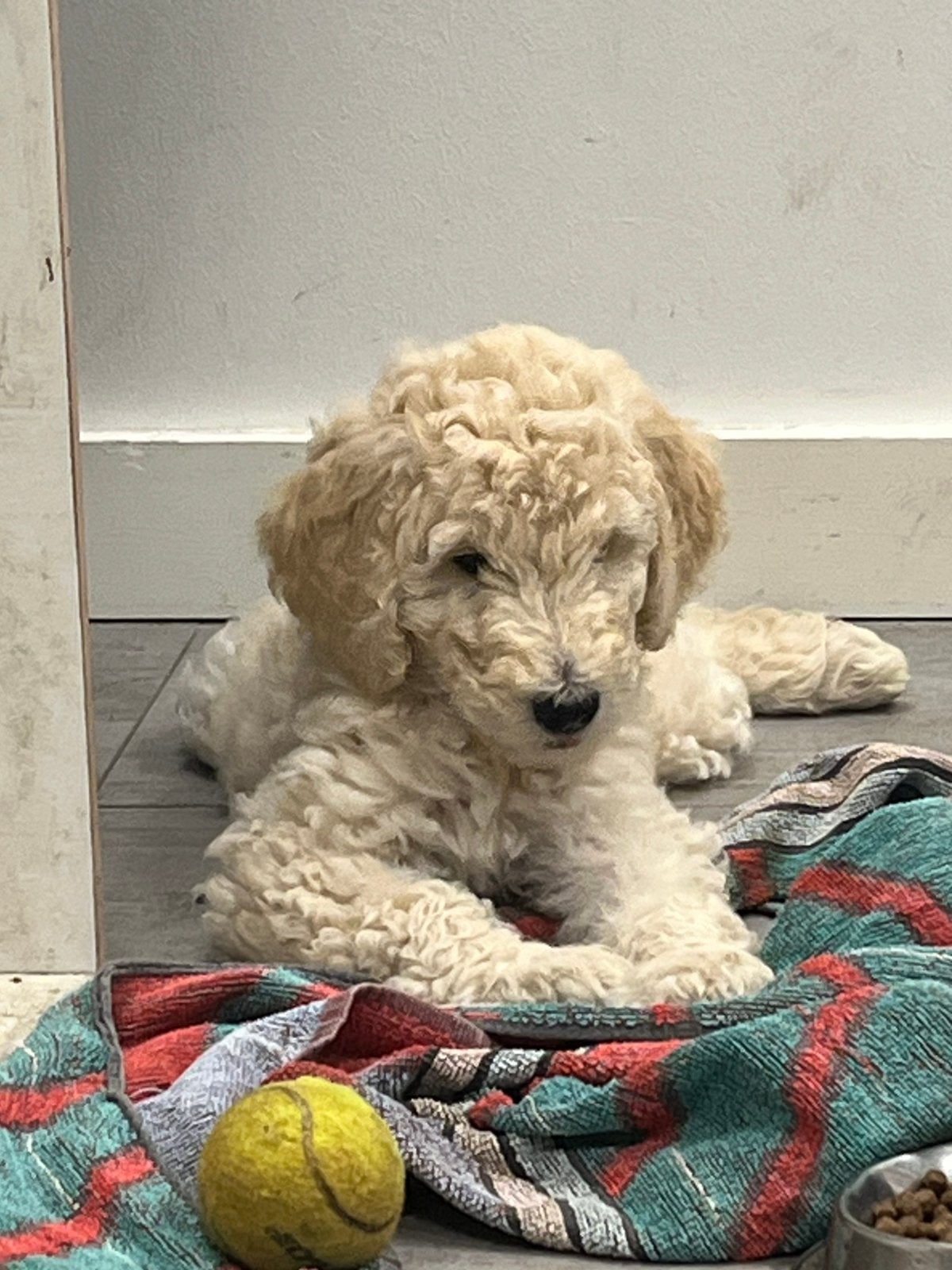 Labradoodle pups  wit en zwart, Overige rassen, 8 tot 15 weken, Meerdere, Meerdere dieren