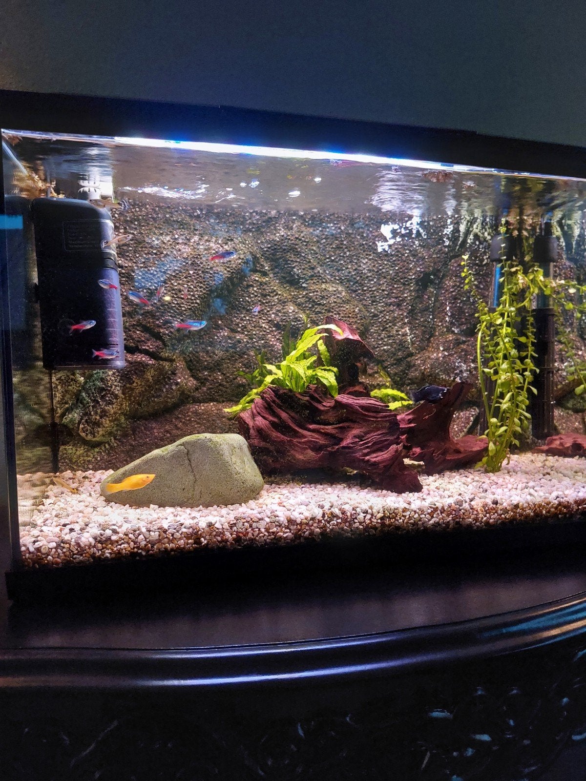 aquarium met bijpassend kastje, Huis en Inrichting, Ophalen of Verzenden, 25 tot 50 cm, 50 tot 100 cm, Minder dan 100 cm