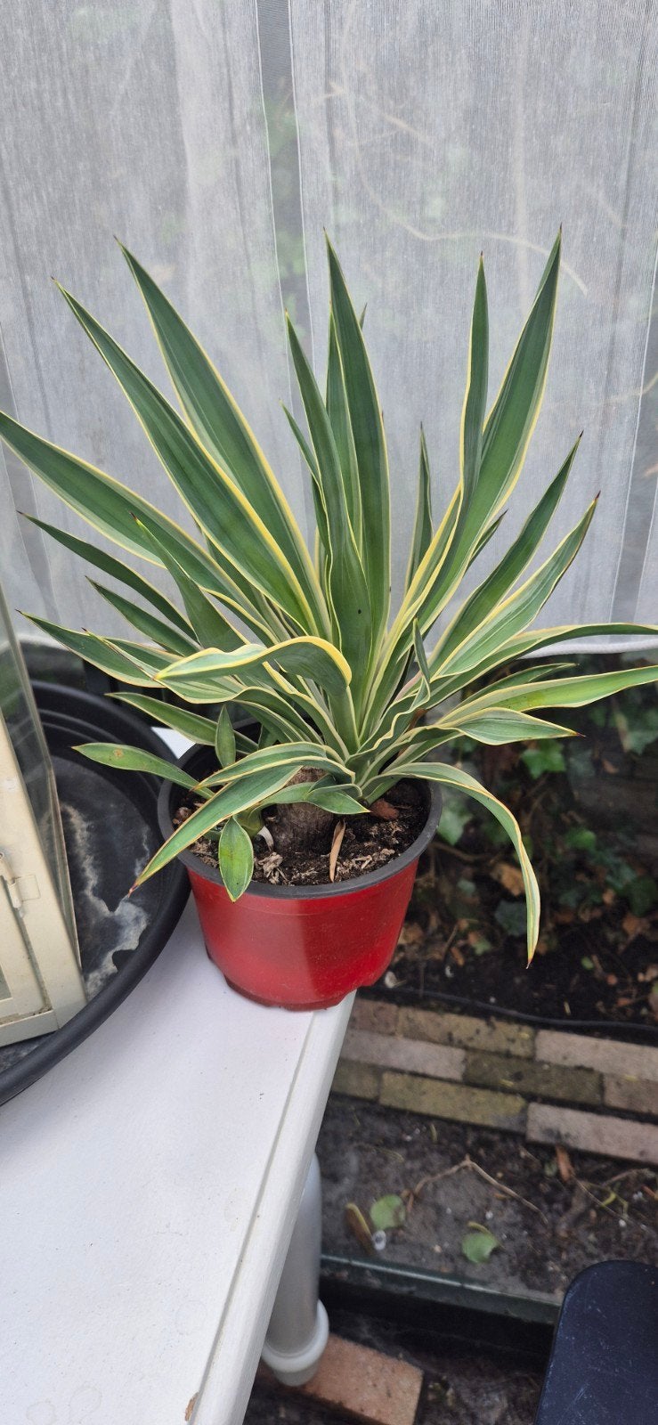 Yucca gloriosa variegata in pot, Ophalen, Palm, In pot, Minder dan 100 cm