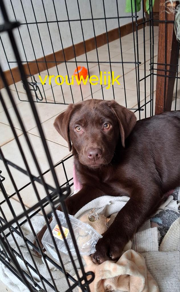 Chocoladebruine labrador pups uit HD- en ED-vrije ouders, België, Particulier, 8 tot 15 weken, Labrador retriever