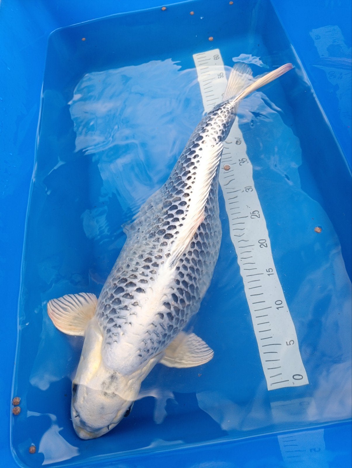 koi karper 63cm, Dieren en Toebehoren, Vis