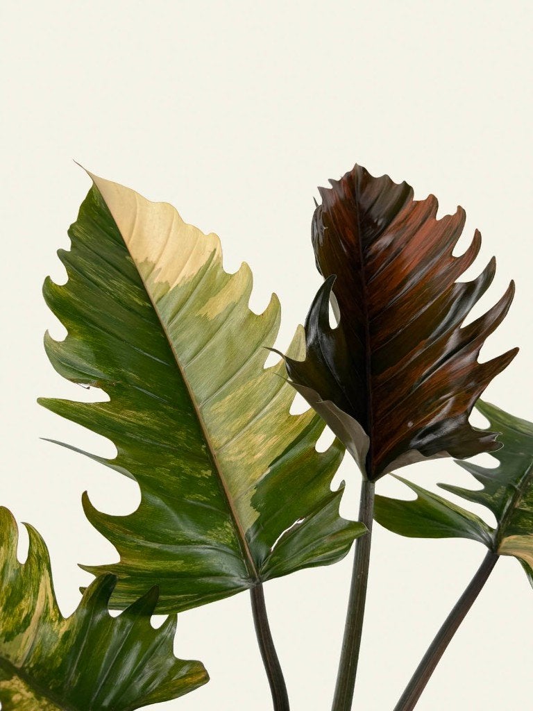Philodendron Caramel Marble, Huis en Inrichting, Kamerplanten, Ophalen of Verzenden, Halfschaduw, Minder dan 100 cm