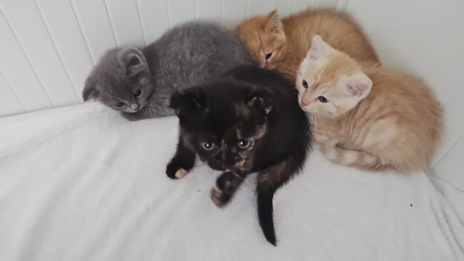 Schattige kittens geboren op 8 juli kunnen volgende week naa, Meerdere dieren