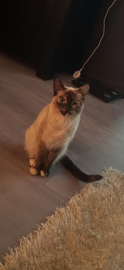Siamese 1 jaar oud. (Vrouwtje), Dieren en Toebehoren, Poes