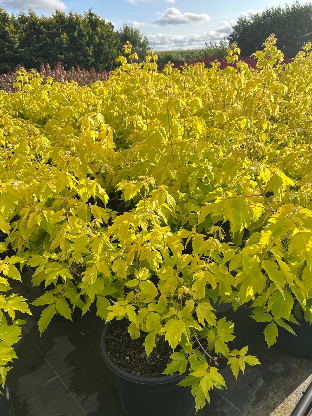 Acer Negundo Kelly's Gold in 20 liter pot, Tuin en Terras, Planten | Bomen, Bloeit niet, Overige soorten, 100 tot 250 cm, Ophalen