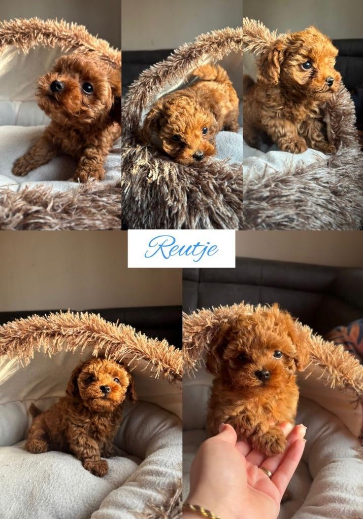 Toy poedel / toypoedel, Dieren en Toebehoren, Honden | Chihuahua's en Gezelschapshonden, Parvo, Overige rassen, 8 tot 15 weken