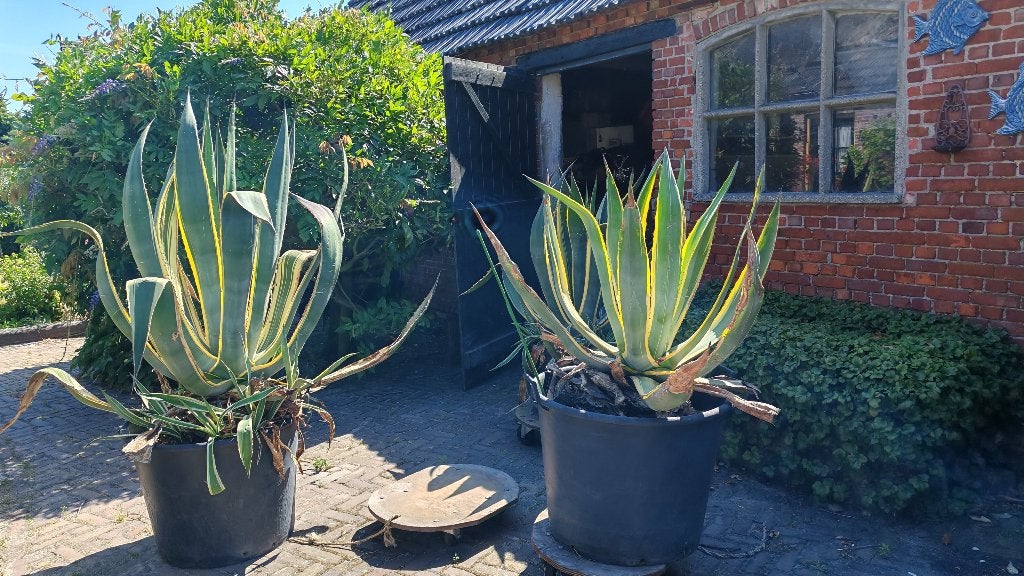 Cactussen, Volle zon, Vaste plant, Bloeit niet, Ophalen