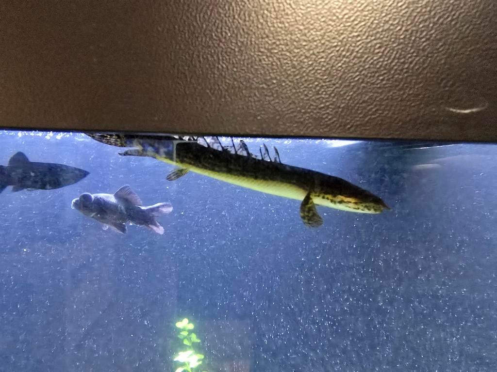 Polypterus delhezi € 15, Dieren en Toebehoren, Vissen | Aquariumvissen, Vis