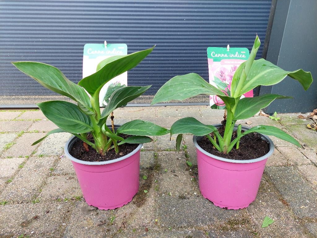 Canna Indica 'Mango' en 'Rose' - Indisch bloemriet H: 38 cm., Volle zon, Vaste plant, Zomer, Ophalen