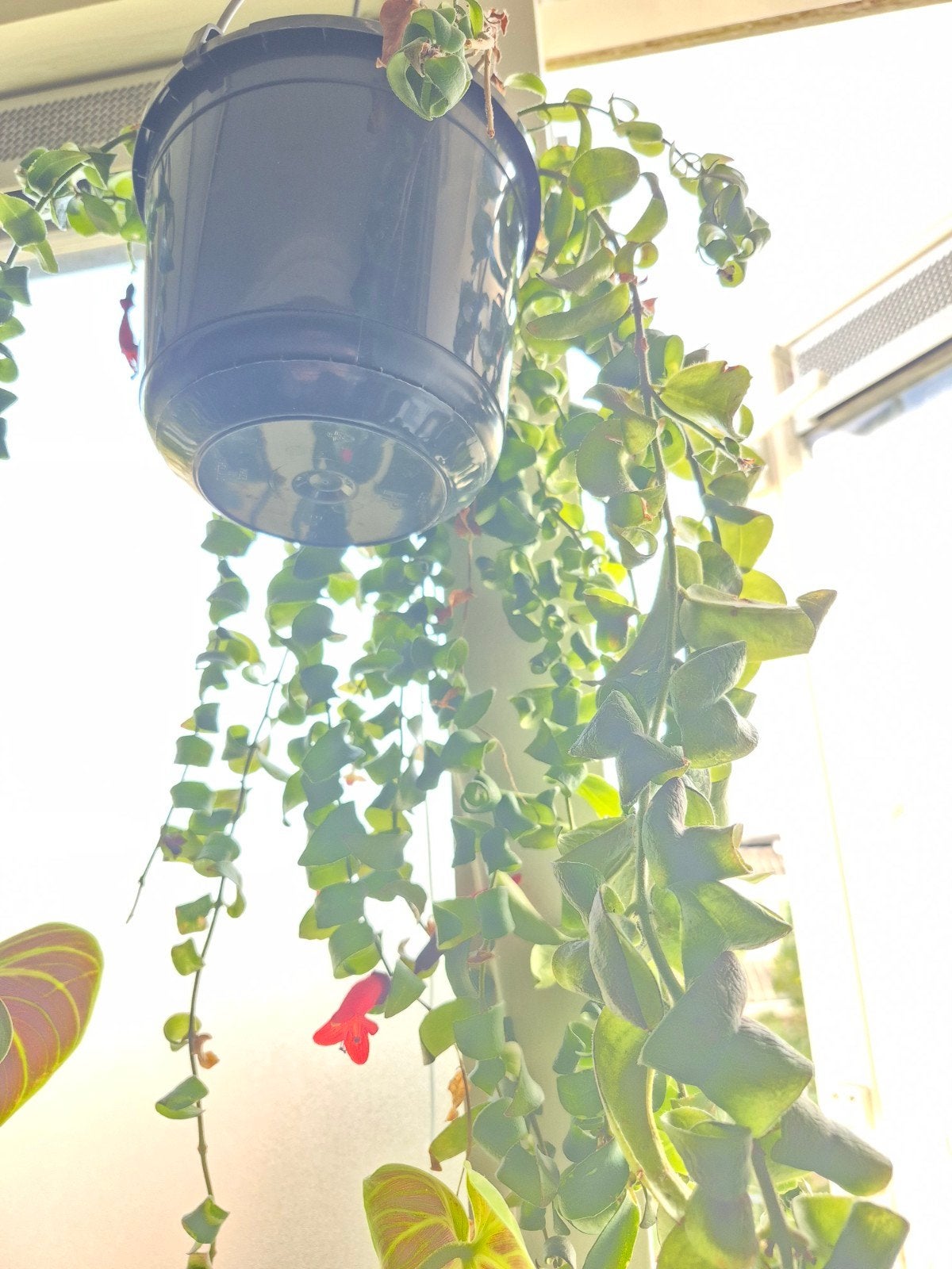 Lipstickplant (Aeschynanthus) in hangpot, Ophalen, Halfschaduw, Minder dan 100 cm