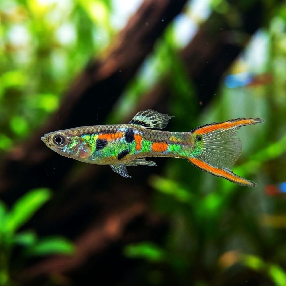 Jonge Endler guppy’s te koop (6+4 gratis), Dieren en Toebehoren, Vissen | Aquariumvissen, Vis, Zoetwatervis, Schoolvis
