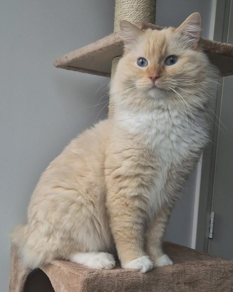 Dekkater Ragdoll Red/Cream Mitted/Bicolor, Dieren en Toebehoren, Kater, Ontwormd