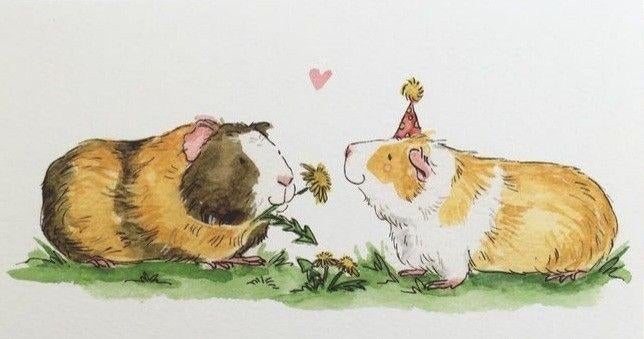 Cavia zeugje opvang / herplaatsen, Dieren en Toebehoren, Knaagdieren, Cavia, Vrouwelijk, Januari, Tam