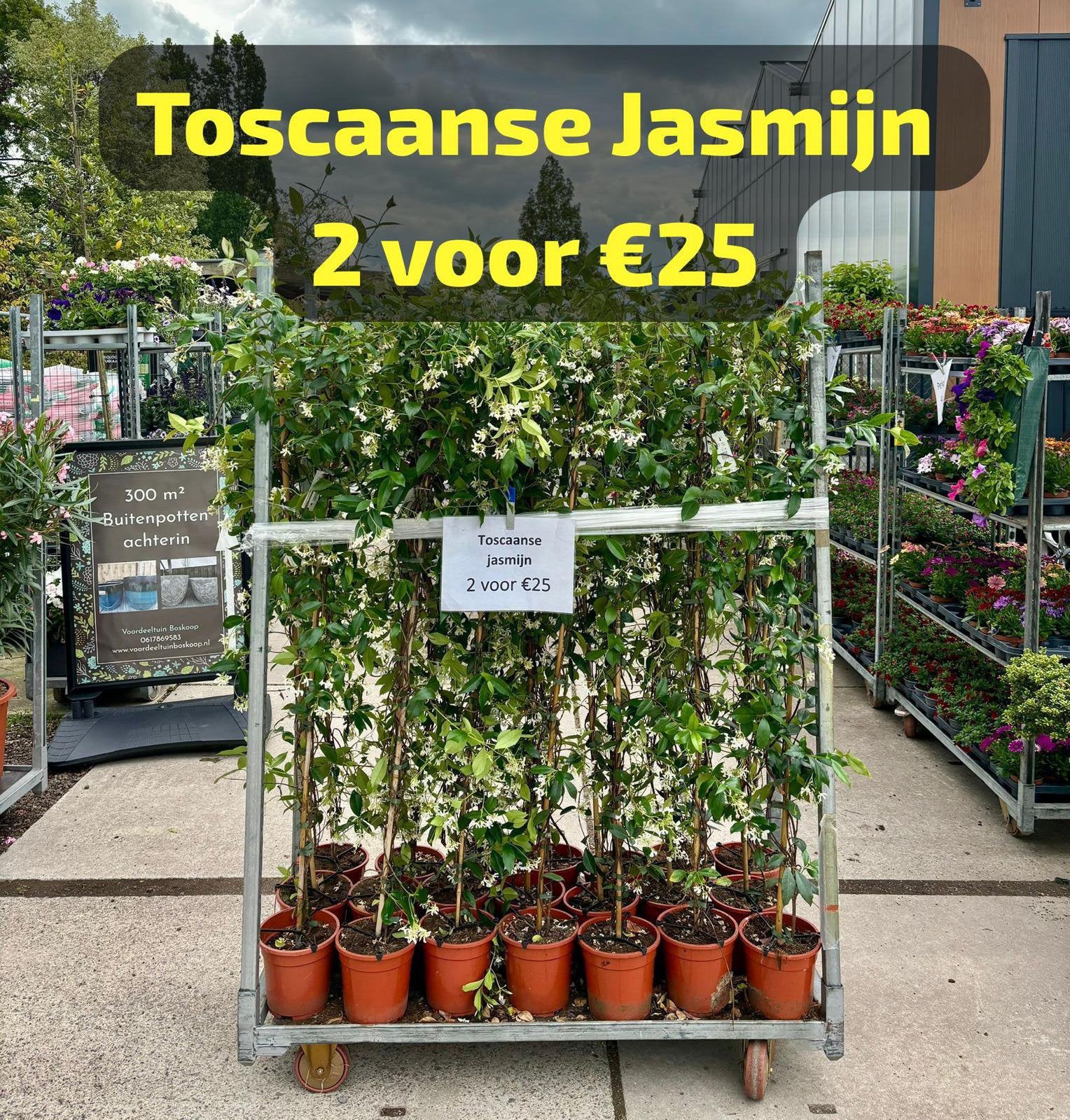 Toscaanse Jasmijn – Sterke Klimplant – 2 voor €25, Ophalen, Klimplanten