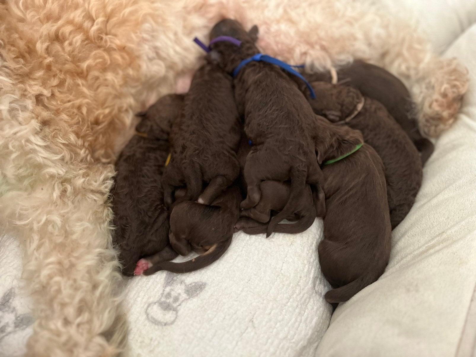 🚨Nestaankondiging donkerbruine labradoodle pups🐶, Overige rassen, 8 tot 15 weken, Parvo, Meerdere
