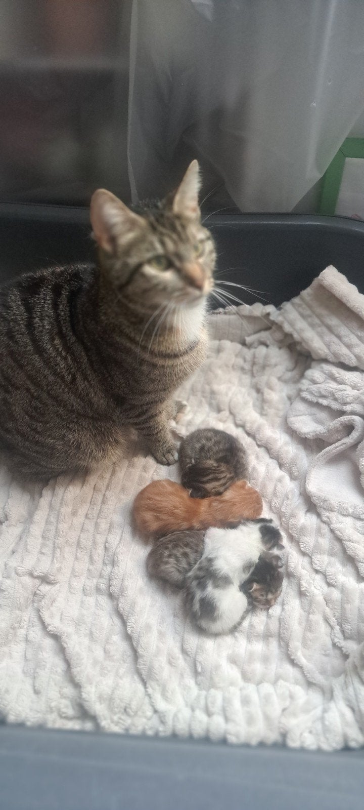 Kittens tekoop geboren 13 mei Mogen 29 juli weg