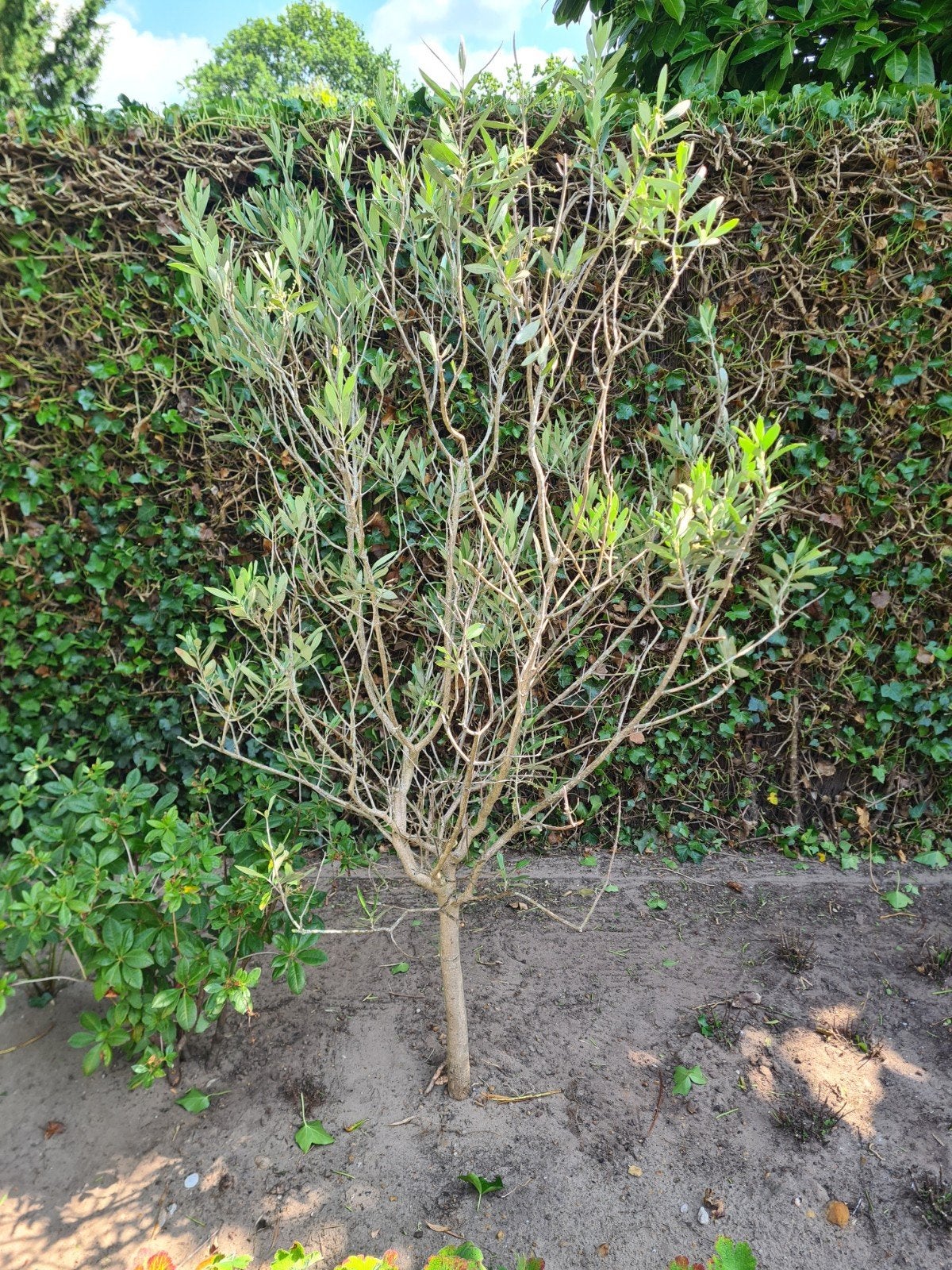olijfboom, Ophalen, Volle zon, Olijfboom, 100 tot 250 cm