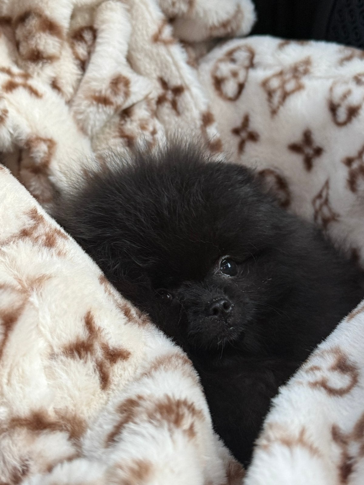 Pomeriaan,stamboom, Fokker | Hobbymatig, Keeshond, 8 tot 15 weken, Buitenland