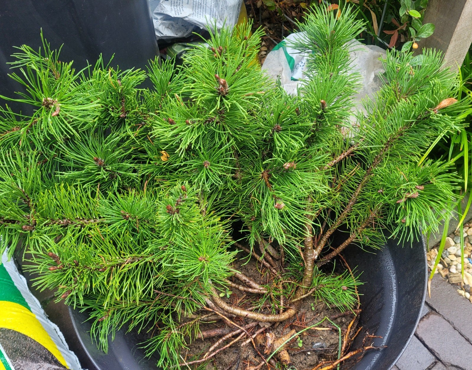 Pinus Mughus (Bergden) gratis af te halen, Tuin en Terras, Planten | Struiken en Hagen, Ophalen, Overige soorten, Struik, Minder dan 100 cm