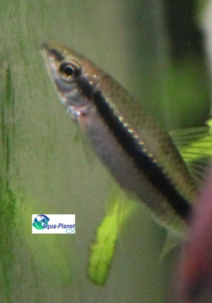 Siamese Algeneter, Vis, Zoetwatervis, Schoolvis
