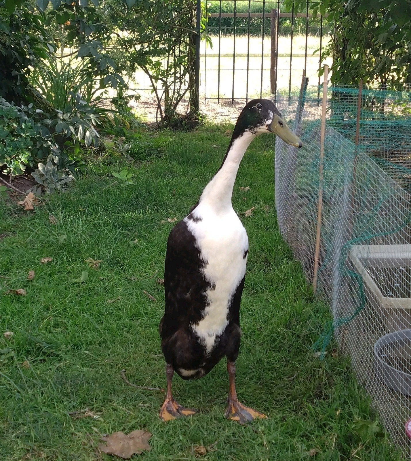 Mooie Indische loopeend, Dieren en Toebehoren, Pluimvee, Mannelijk, Eend