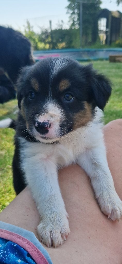 Border Collie pups 3 kleur, heel verleidelijk, 8 tot 15 weken, Collie, Meerdere, Meerdere dieren