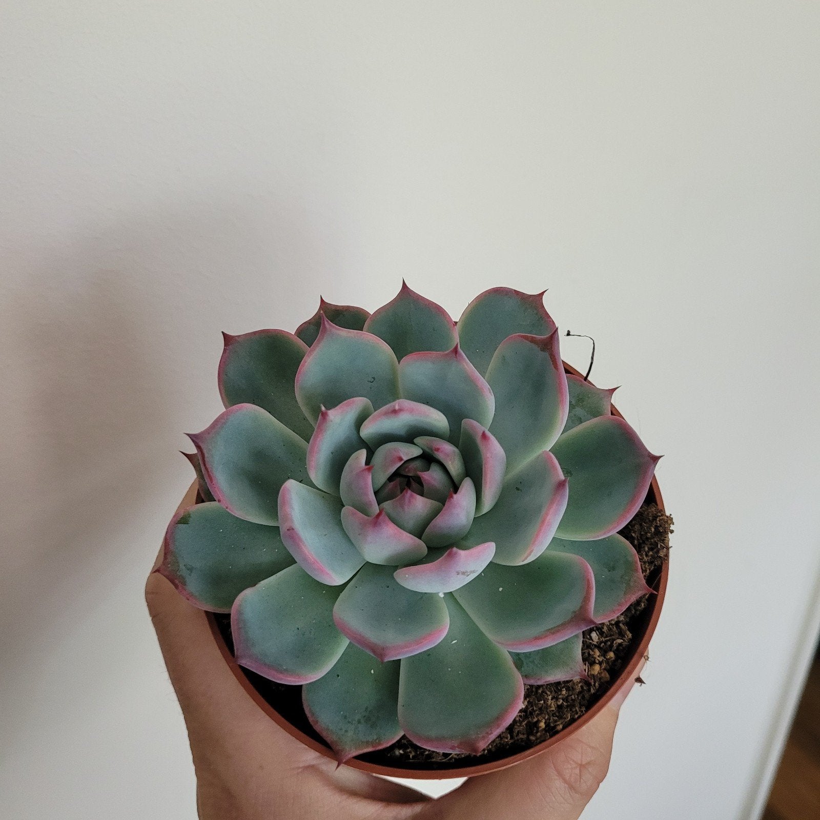 Echeveria vetplantje, Huis en Inrichting, Kamerplanten, Ophalen of Verzenden, Halfschaduw, Minder dan 100 cm