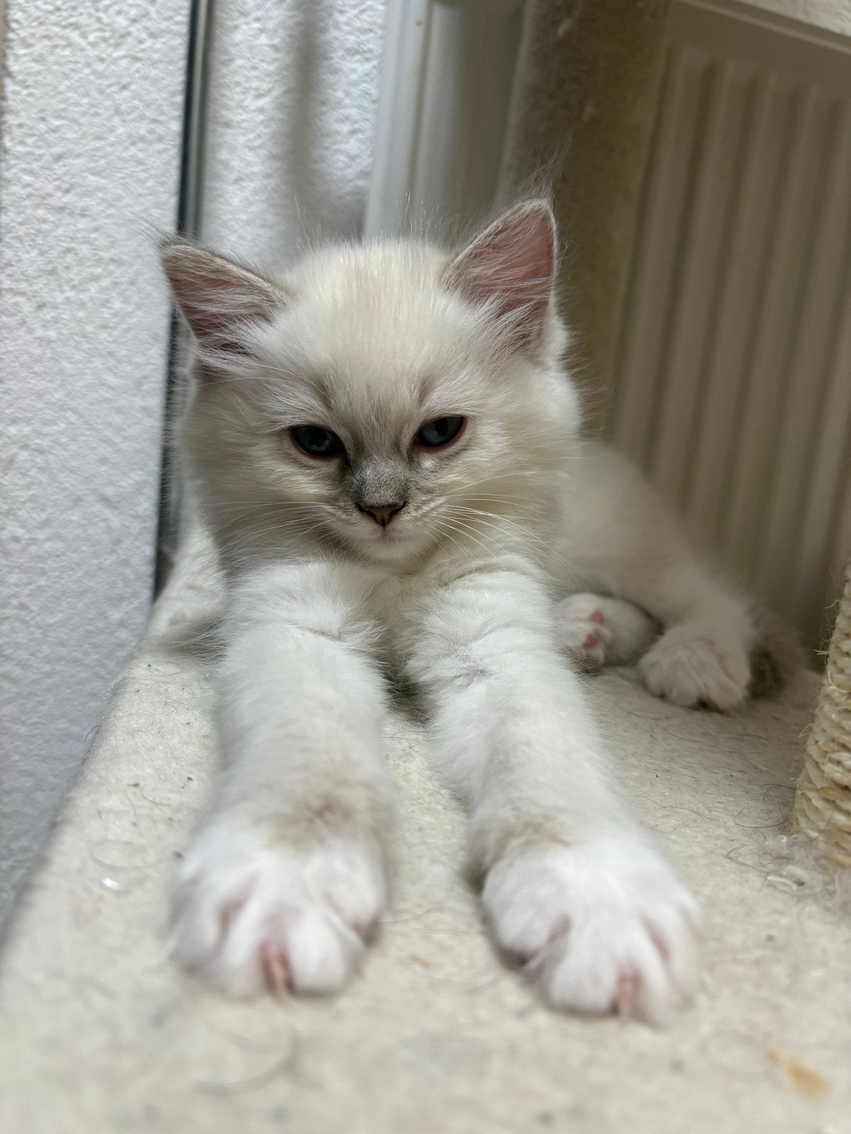 nog 1 poesje Ragdoll kitten ( enigste poesje van het nest ), Meerdere dieren, Ontwormd, 0 tot 2 jaar