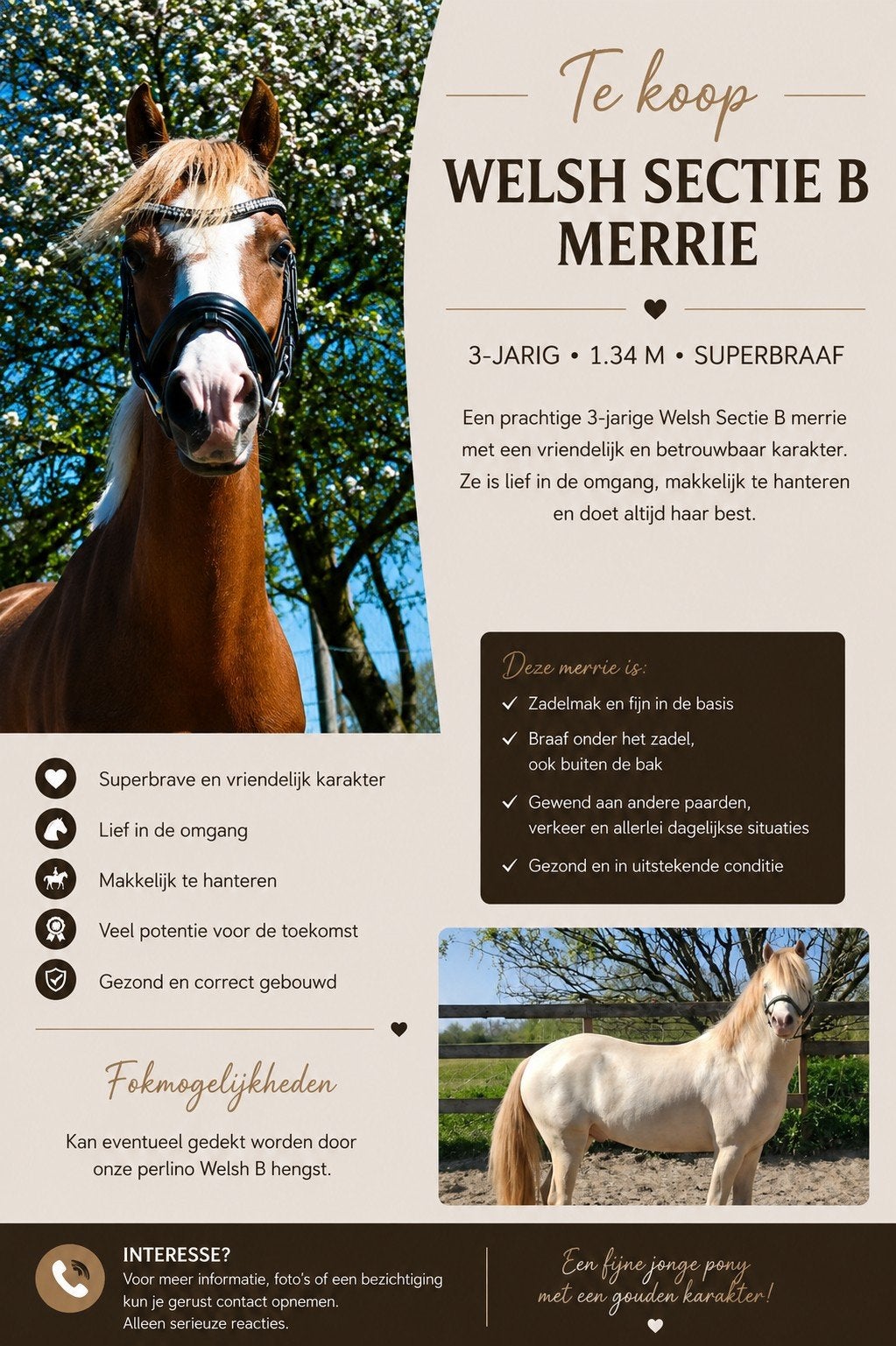 Super knappe 3 jarige welsh B merrie, Dieren en Toebehoren, Merrie