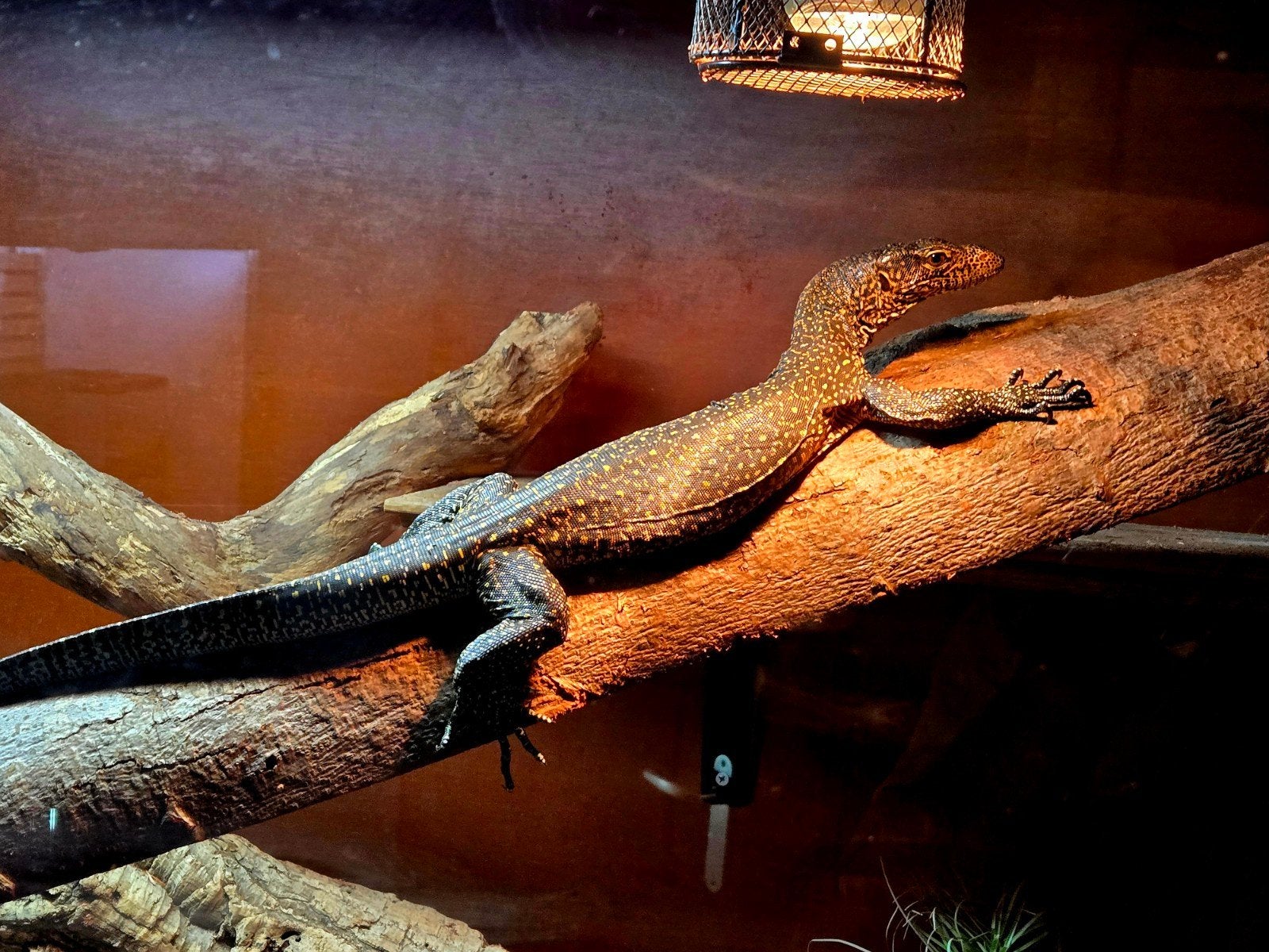 varanus  doreanus ( blauwstaart varaan ), Dieren en Toebehoren