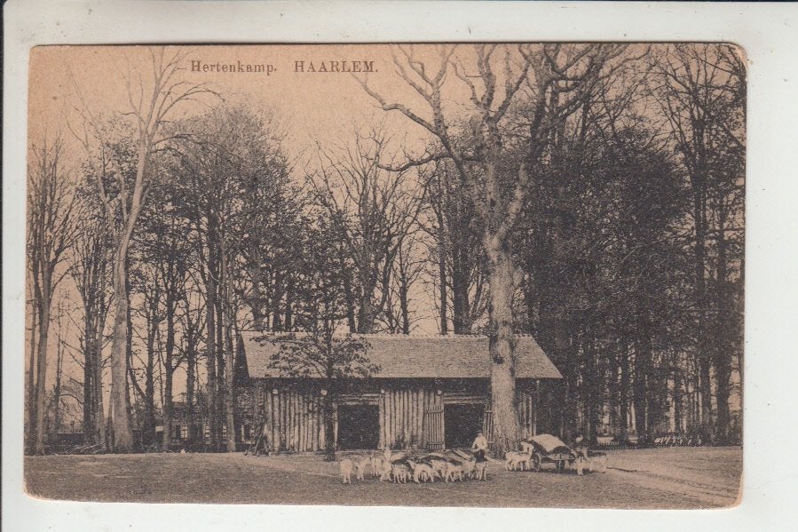 Haarlem, Hertenkamp, Ophalen of Verzenden, Voor 1920, Ongelopen, Noord-Holland