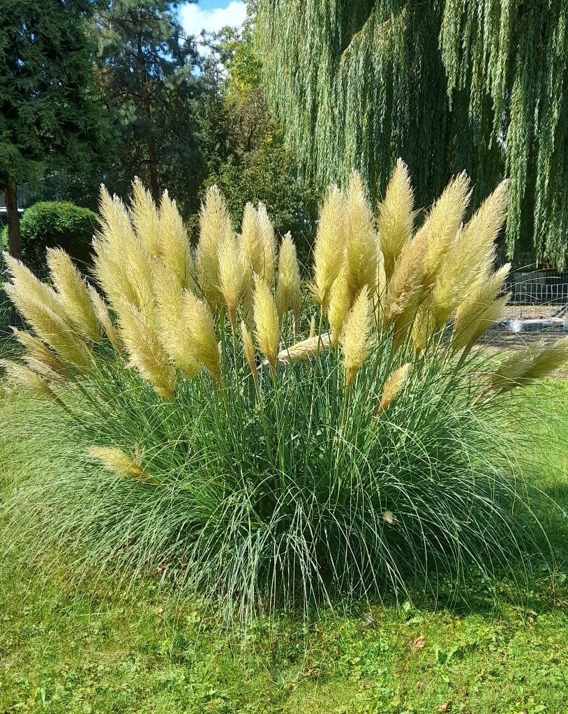 Pampas pluimen vers van plant, Ophalen
